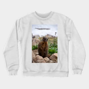 Standing Marmot 2 Crewneck Sweatshirt